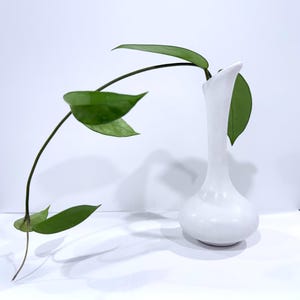 Peut inclure: Un vase en céramique blanc au col fin et à la base arrondie contient une plante verte avec plusieurs grandes feuilles ovales. La tige de la plante se courbe gracieusement, dépassant du vase. Le fond est une surface blanche unie.