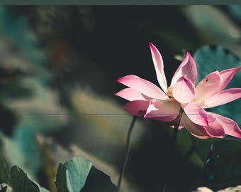Variable Faith 31 Days of Grace and Growth
