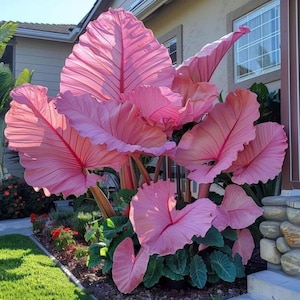 May include: A vibrant display of large, pink elephant ear plants. The leaves are a striking shade of pink with prominent veins, creating a textured appearance. The plant is surrounded by green foliage and set against a residential backdrop.