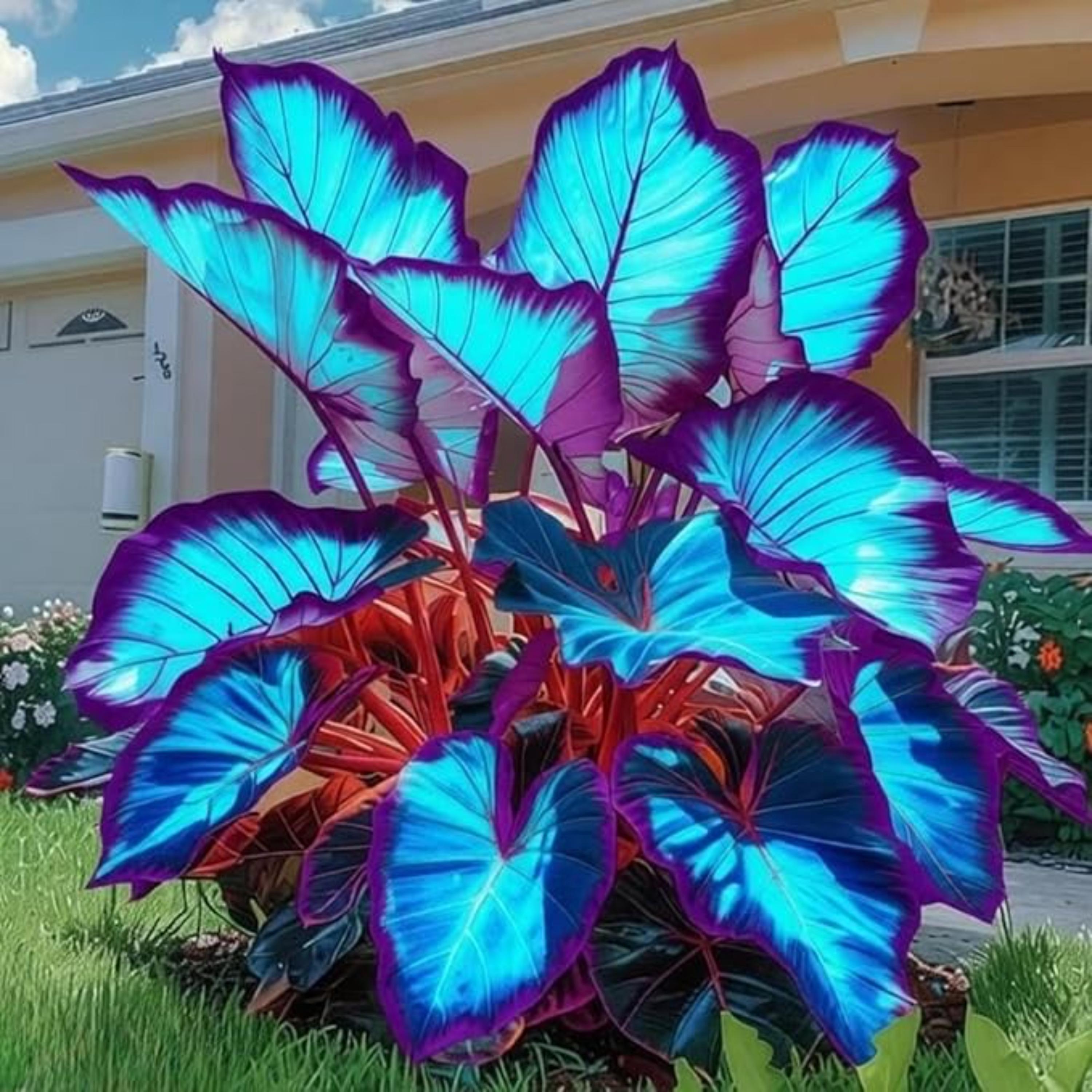Blue Purple Elephant Ear Plant  Shade-tolerant Clumping Foliage for Garden  & Pots - Etsy