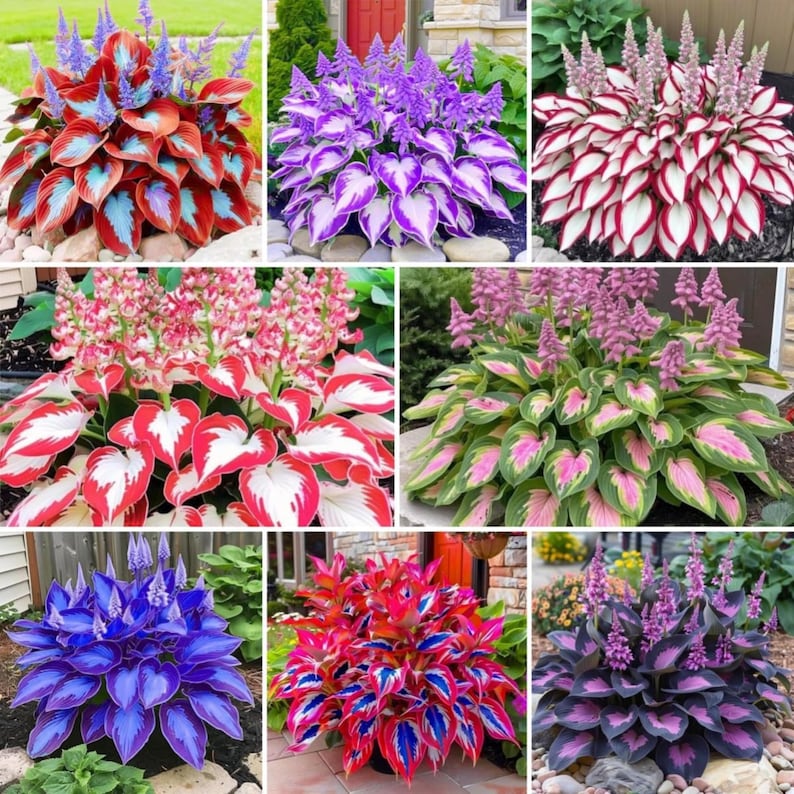 300 Red & Blue Hosta Seeds | Perennial Shade Foliage for Pots - Etsy