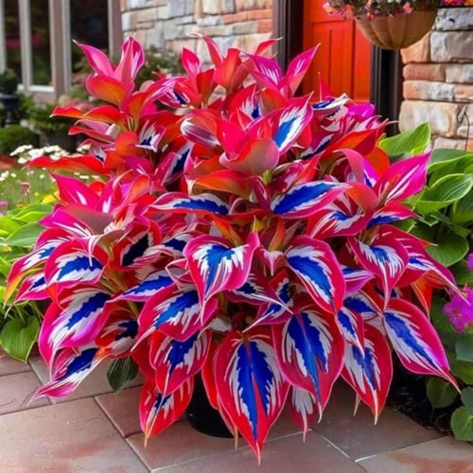 Red & Blue Hosta Seeds 200pcs | Perennial Shade Garden Plants - Etsy