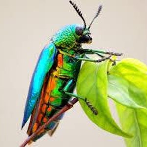 Rainbow Elytra Jewel Beetle Wing Earrings image 5