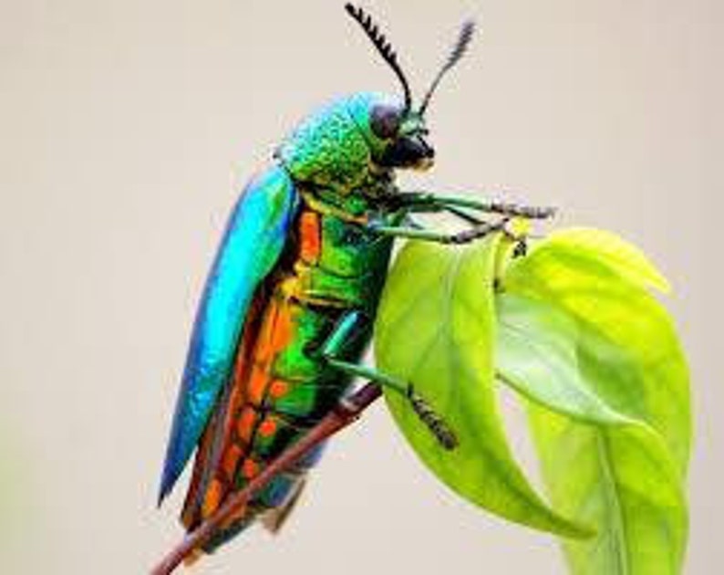 Rainbow Elytra Jewel Beetle Wing Earrings image 5