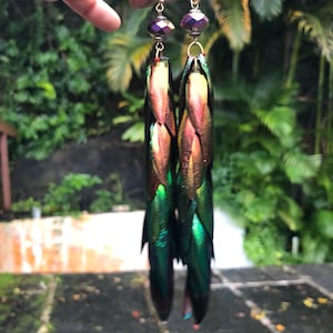 Rainbow Elytra Jewel Beetle Wing Earrings image 6