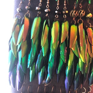 Rainbow Elytra Jewel Beetle Wing Earrings image 9