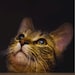 Catlover