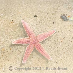 SALE! Sea Star Matted Print