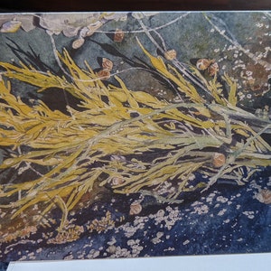 Algas Marinhas (KnottedWrack) e Cracas em uma Carta Poça de Maré