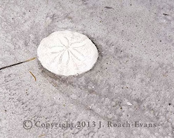 SALE! Sand Dollar on Purple/Grey sand Print