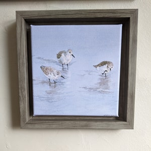 Sanderlings- Shorebirds Framed Canvas Print