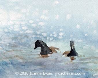 Brant Geese in mist Cape Cod
