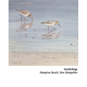 Cartão Sanderlings de Hampton Beach, N.H. - Frete grátis!