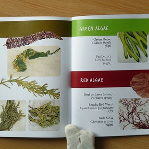 Signed Book of Seaweed: Marine Algae from the Northeast Coast image 5