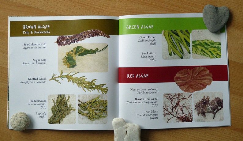 Signed Book of Seaweed: Marine Algae from the Northeast Coast image 5