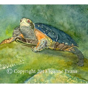 Carte d’aquarelle de tortue tachetée
