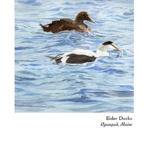 Ogunquit, Maine Card of Eider Ducks