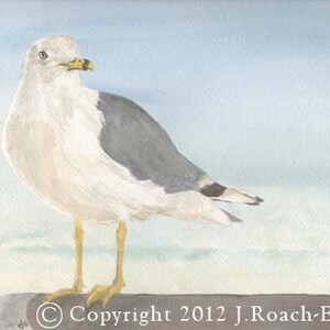 Ring-billed Gull Print - Beach Decor