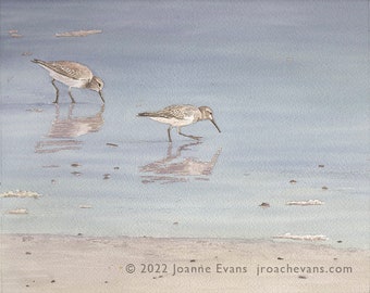 Sandpipers / Sanderlings Card or Art Print