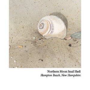 Northern Moon Snail Card da Hampton Beach, N.H.