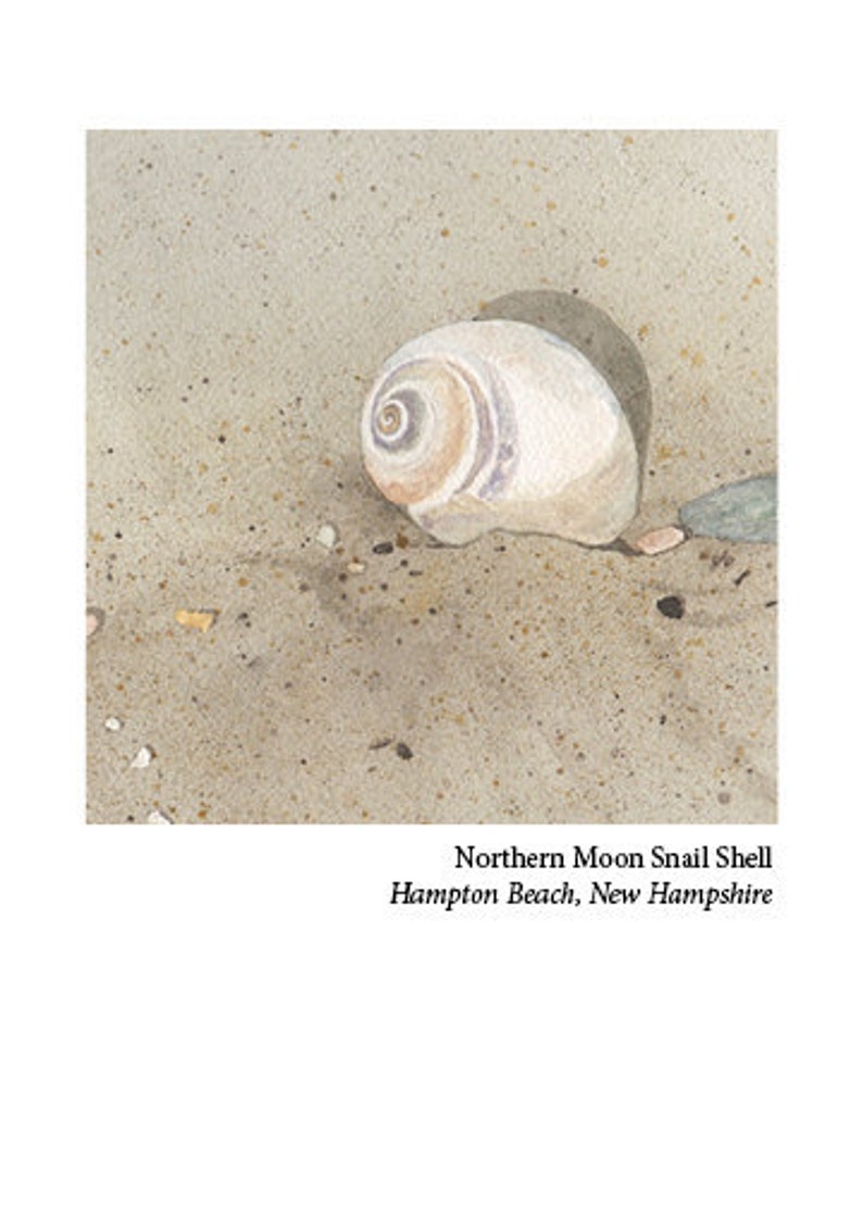 May include: A close-up of a Northern Moon Snail shell on a sandy beach. The shell is a light brown color with a spiral pattern and a white rim. The text "Northern Moon Snail Shell Hampton Beach, New Hampshire" is below the image.