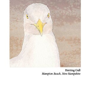 May include: Close-up portrait of a white herring gull with yellow eyes and a yellow beak. The bird is looking directly at the viewer. The background is a light brown watercolor wash. The text "Herring Gull" and "Hampton Beach, New Hampshire" is below the image.