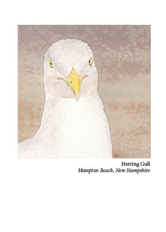 Herring Gull Card, Hampton Beach, N.H.