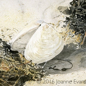 Surf Clam Shells in Winter 8" x 8" Print