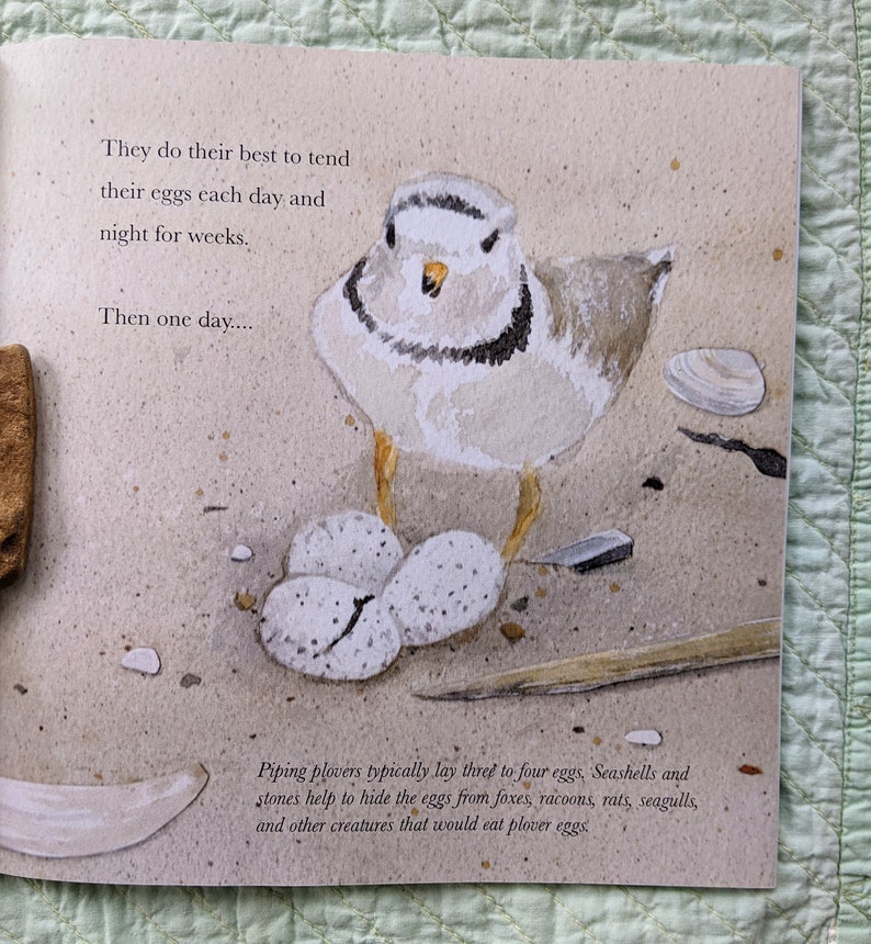 Signed Little Piping Plover children's book image 3