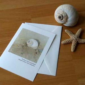 Northern Moon Snail Card from Hampton Beach, N.H. image 2