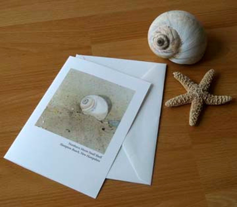 Northern Moon Snail Card from Hampton Beach, N.H. image 2