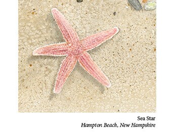 Sea Star Card, Hampton Beach, N.H.