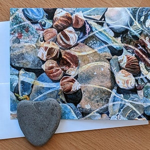 Pervenches dans une piscine de marée CARD