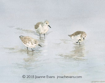 Seabirds/ Sanderlings Card or Small Art Print