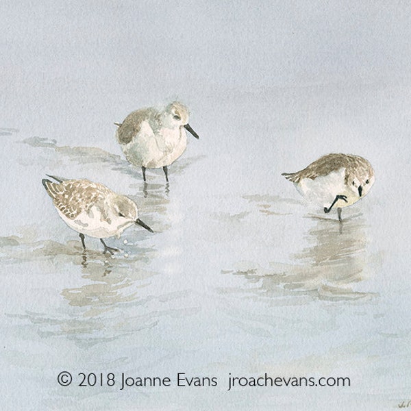 Seabirds/ Sanderlings Card or Small Art Print