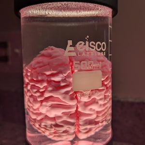 Puede incluir: Un modelo de cerebro rosa dentro de un vaso de vidrio transparente con tapa negra. El vaso está etiquetado como "Eisco Labglass" y tiene una capacidad de 500 ml. El modelo de cerebro muestra pliegues y grietas detalladas.
