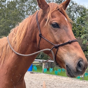 Puede incluir: Primer plano de la cabeza de un caballo castaño, con un cabestro de cuerda marrón oscuro. El caballo tiene una melena y un copete de color claro. El fondo muestra árboles y una zona arenosa.