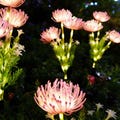 Solar Flower Garden Lights, Outdoor Waterproof Solar Stake Lights for Lawn, Pathway & Yard Decor, LED Floral Landscape Lighting
