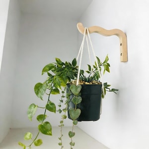 Puede incluir: Una planta colgante en maceta con hojas verdes y amarillas. La planta está suspendida por una cuerda blanca de un soporte de madera clara montado en una pared blanca. La maceta es verde oscuro.