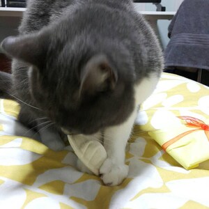 Steamed Dumpling Organic Catnip Cat Toy image 6