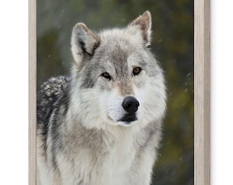 Gray Wolf in Yellowstone Winter Photo Print: Yellowstone National Park Photography