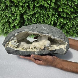 May include: A large, dark gray geode with a hollow center filled with clusters of white crystals. The geode is held in two hands, showcasing its size and natural beauty. The background features green foliage.