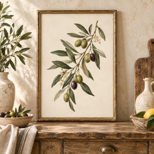 Op de afbeelding: Een ingelijste botanische print met een gedetailleerde illustratie van een olijftak met groene en donkerpaarse olijven en kleine witte bloemen, op een crèmekleurige achtergrond in een dunne, verweerde goudkleurige metalen lijst.