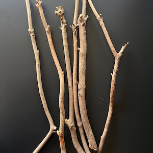 Japanische Lorbeeräste - Dickes Machilus thunbergii Holz (Naturmaterial)