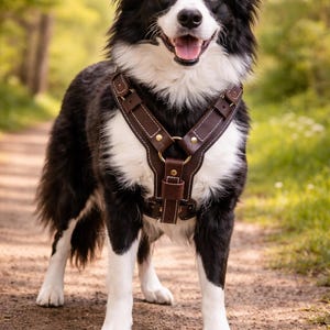 May include: A Border Collie dog with black and white fur stands on a dirt path, wearing a brown leather harness. The dog has a happy expression with its mouth open. The background is a blurred green and brown forest.