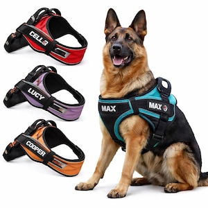 May include: A German Shepherd dog wearing a black and teal harness with the name "MAX" on it. Three additional harnesses in red, purple, and orange are displayed, each with a different name: "CELL", "LUCY", and "COOPER".