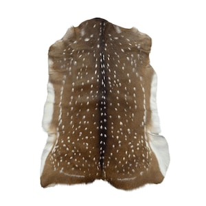May include: A brown and white deer hide with a spotted pattern. The hide has a natural shape with white edges and a central area of brown with numerous white spots. The texture appears soft and the overall look is rustic.
