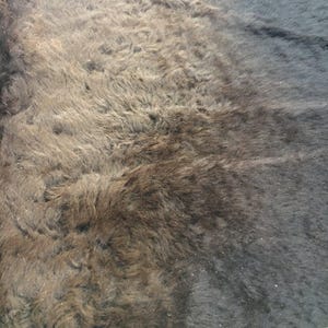Buffalo / Bison Rug & Hide - First Grade Extra Large - Hides & Leathers - Bison Rugs