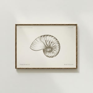 Nautilus Fibonacci Wall Art – Digital Printable Scandinavian Japandi Shell Prints