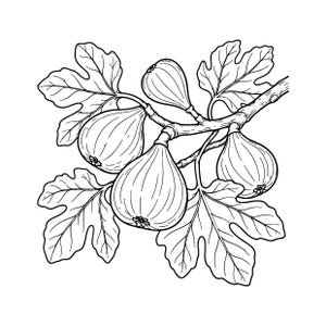 May include: A black and white line art illustration of a fig branch featuring four ripe figs and five lobed leaves. The drawing shows the detailed texture of the fruit skin and the veins on the leaves, all rendered with clean, bold outlines.